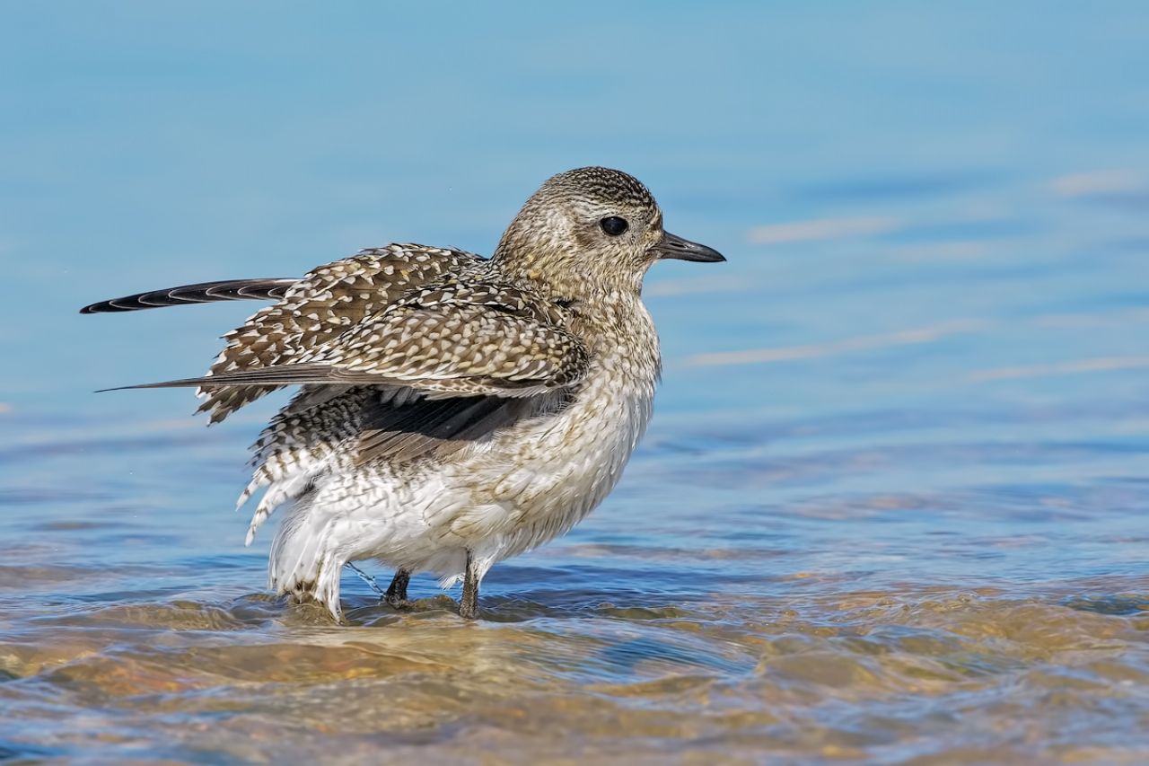 Pivieressa (Pluvialis squatarola)
